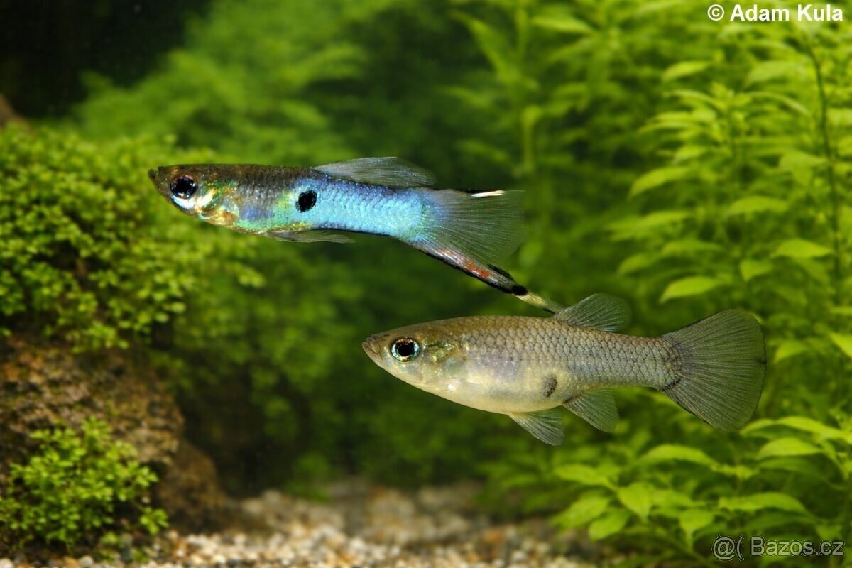 endlerky - živorodka wingeova - 2