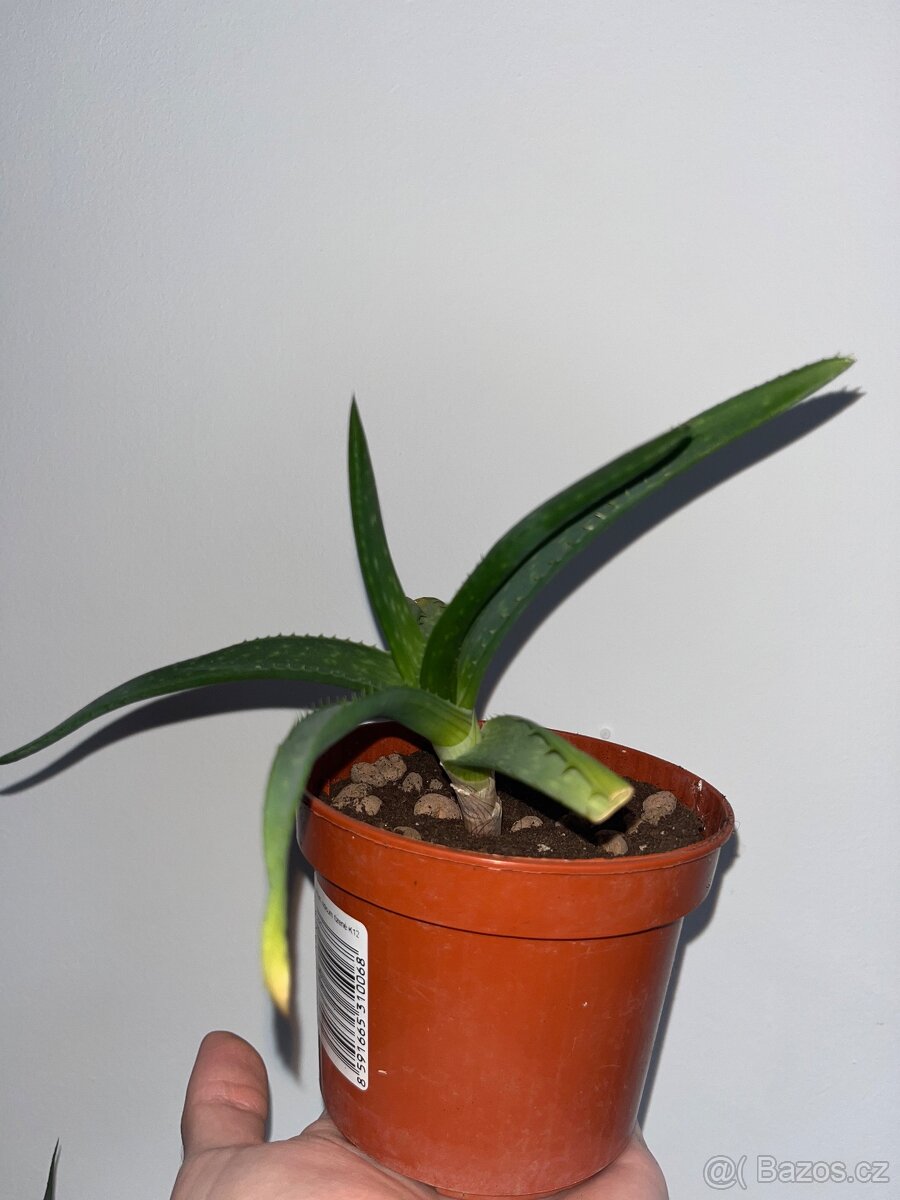 Aloe okrasné - 2
