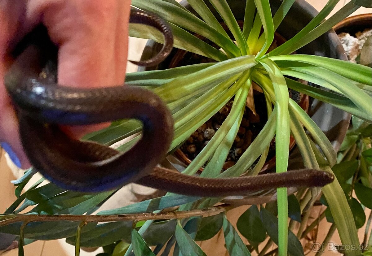 Užovka domácí Black - samec - 2