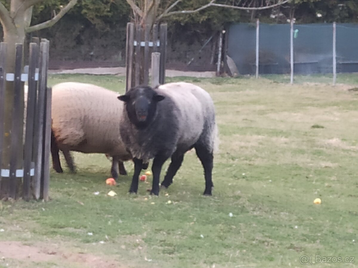 Prodám berana - 2