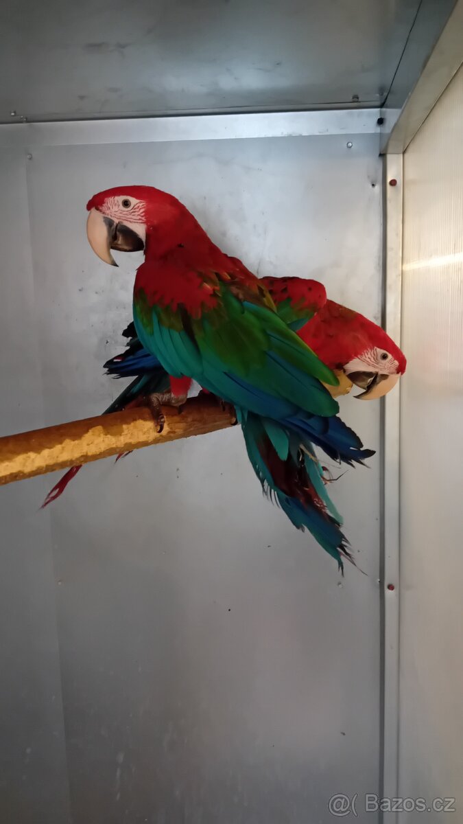 Ara Zelenokřídlí - 2