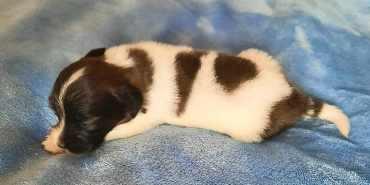 Papillon s PP-pejsek - 2