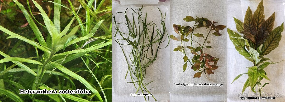 Akvarijní rostliny levně - 2
