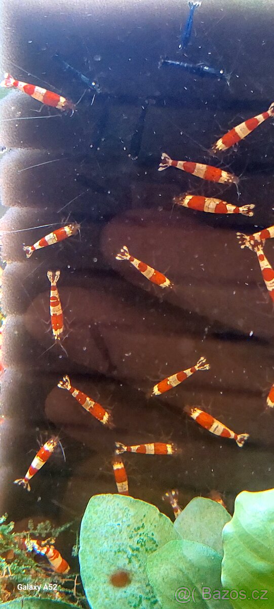 Krevetky caridina - 2