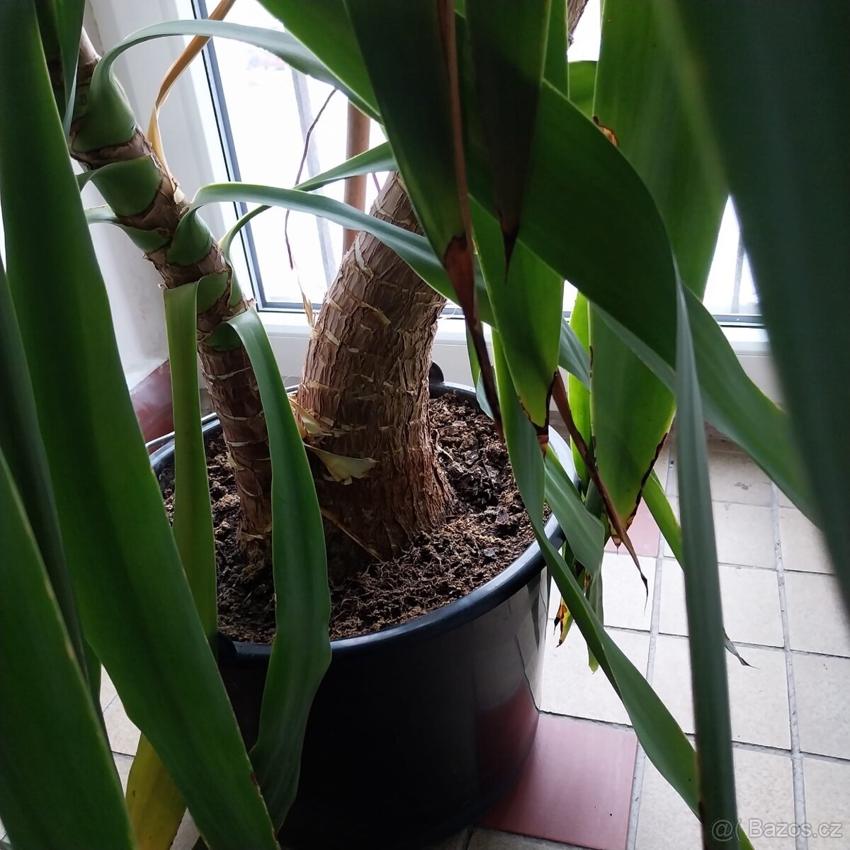 Juka obrovská (Yucca gigantea) - 2