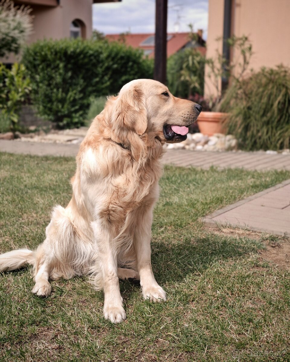 Zlatý retrívr (retriever) ke krytí - 2