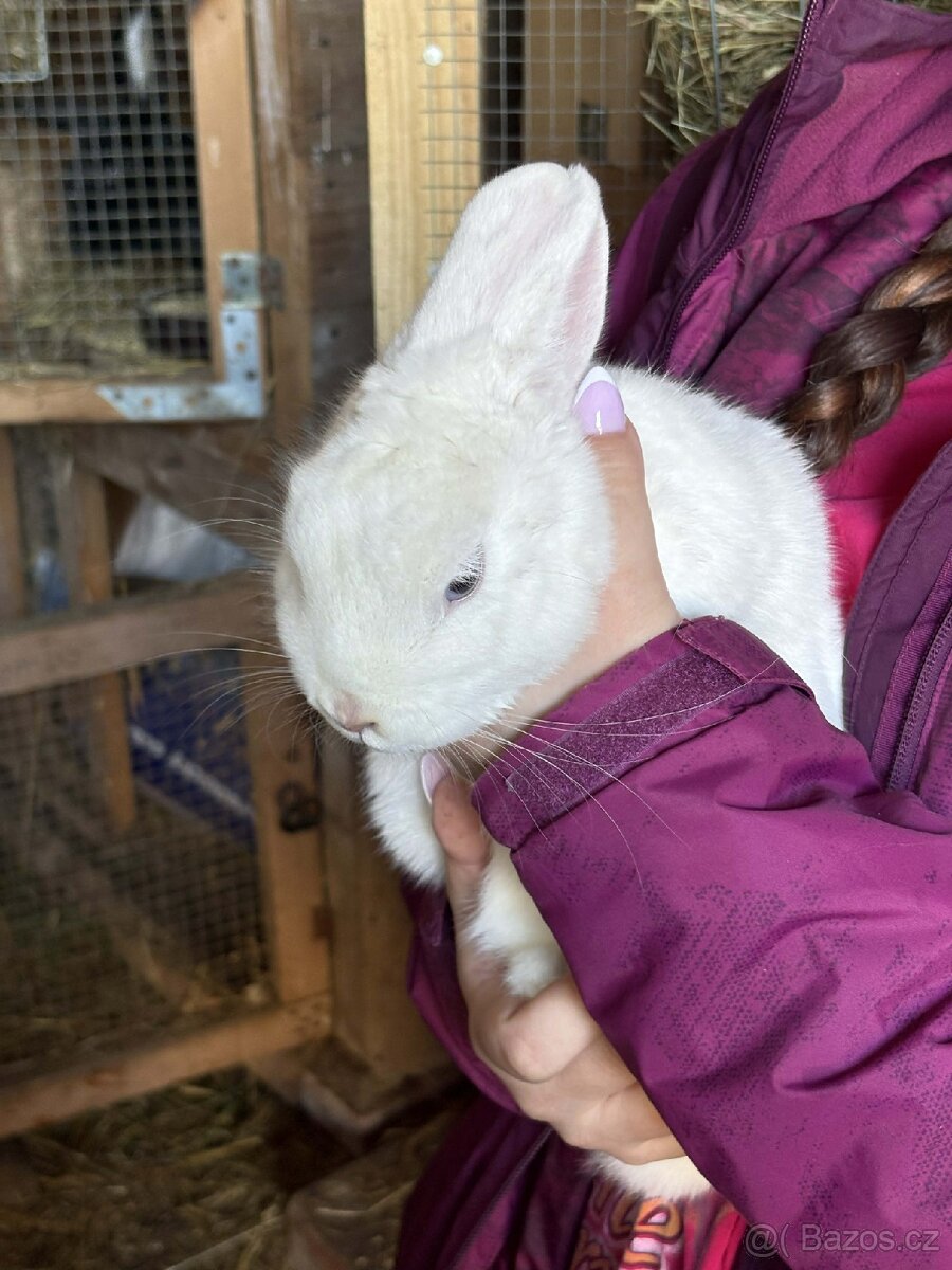 Zakrslý králík - 2