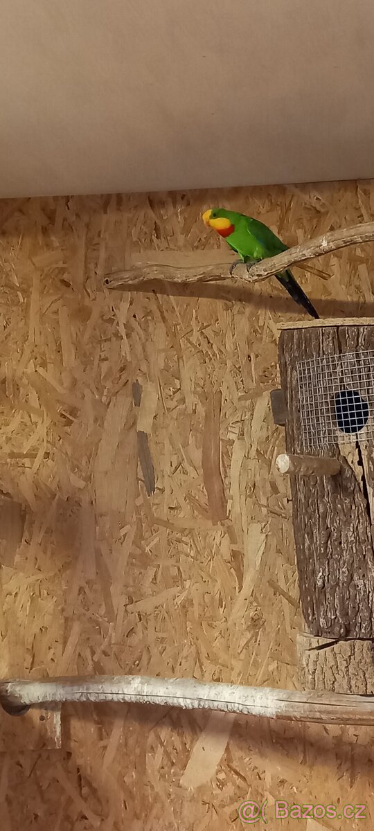 Papoušek Nádherný - 2