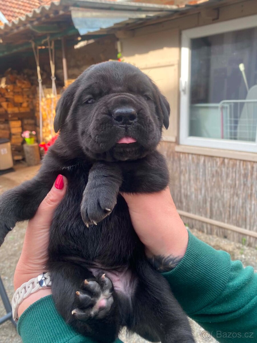 Štěňátka Cane Corso s PP - 2