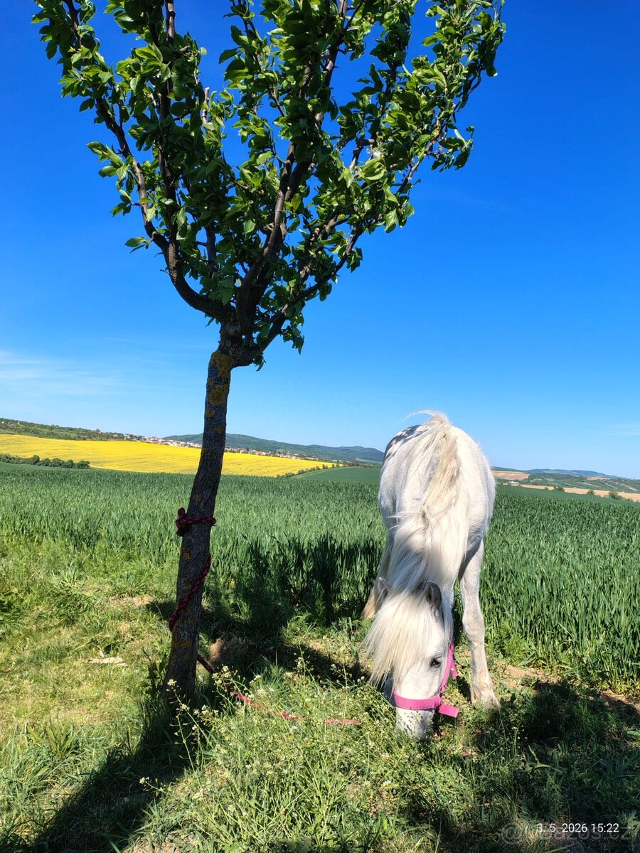 Welsch pony - 2