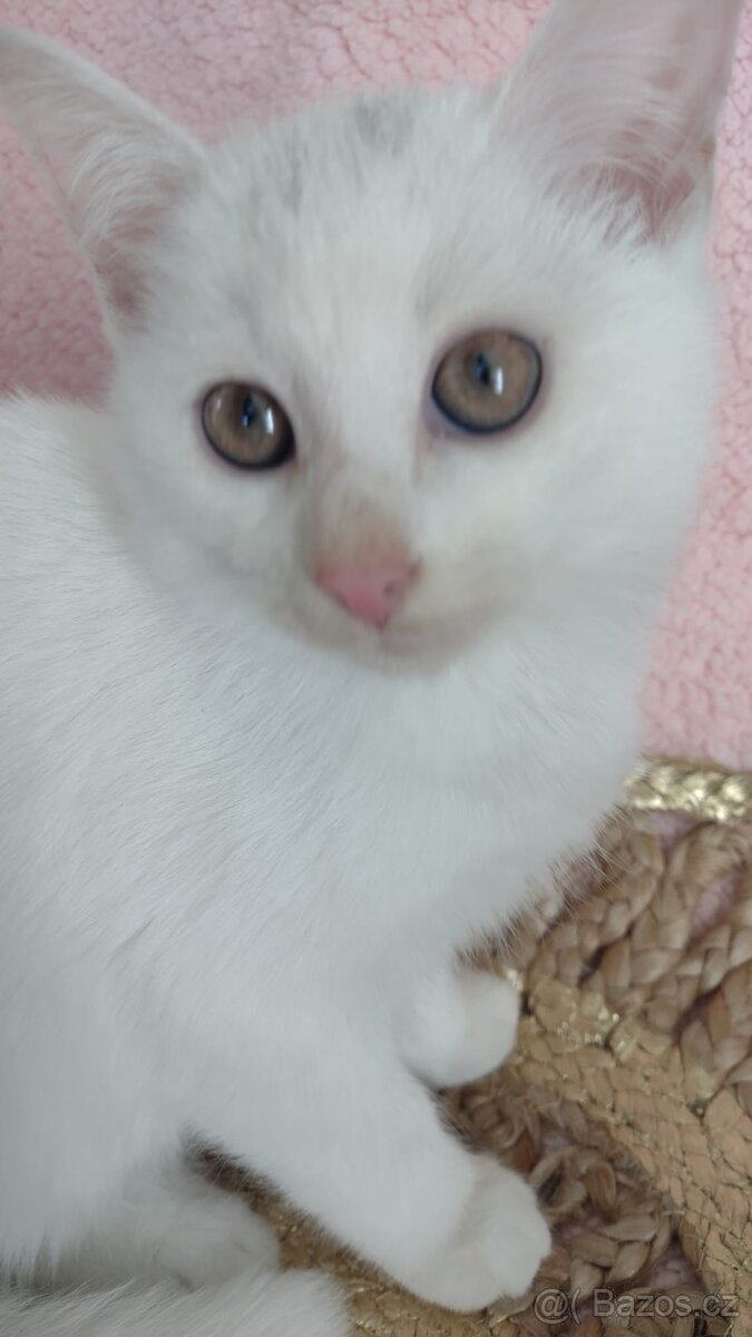 Bílá koťata - 2