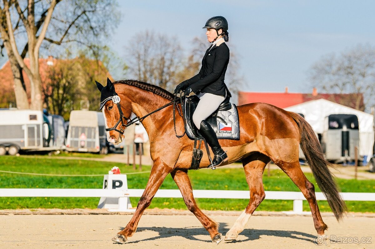 Perfektní klisna pro juniory do mezinárodní všestrannosti - 2