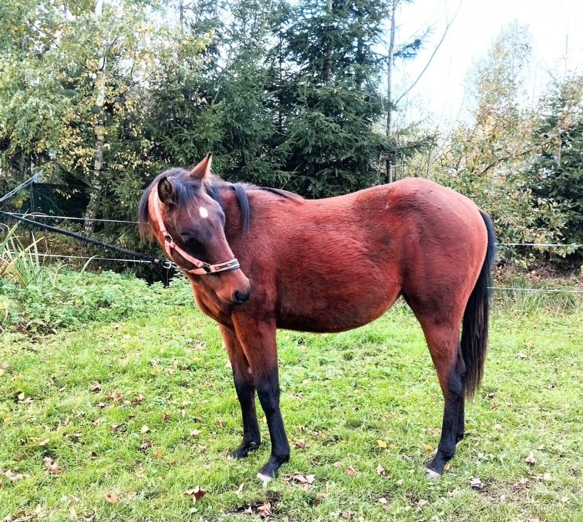 QH kobylka - 2