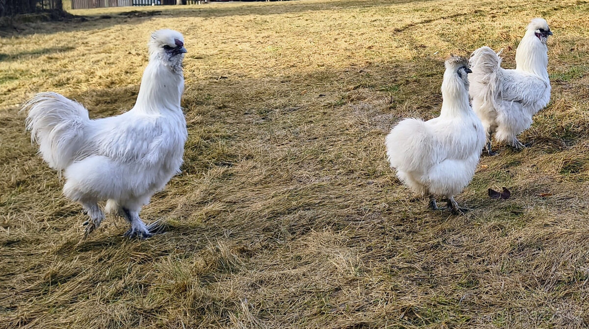 Hedvábnička - kohout - 2