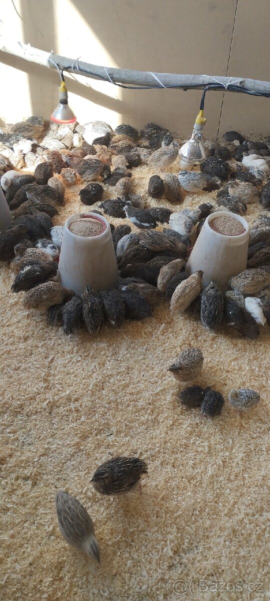 Křepelka japonská - 2