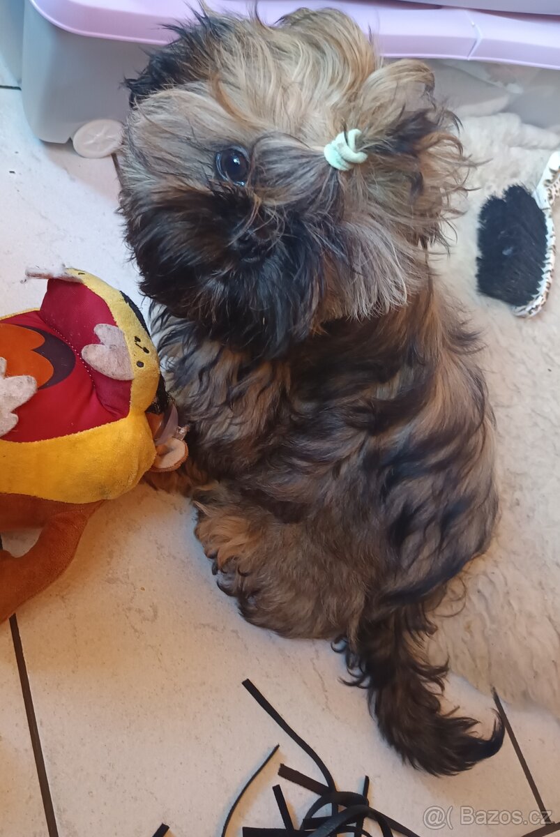 Shi tzu - 2