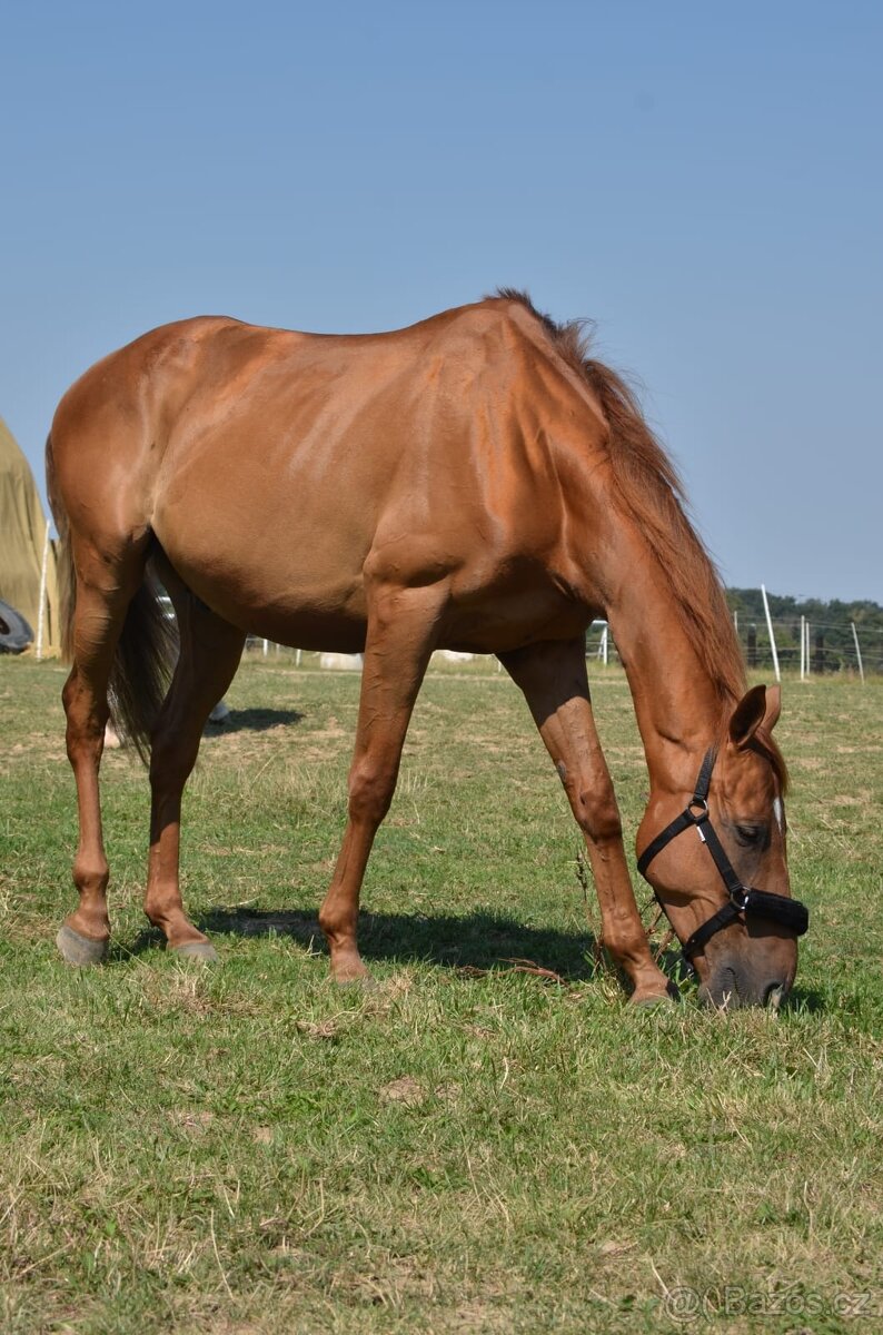 Pronájem koně - 2