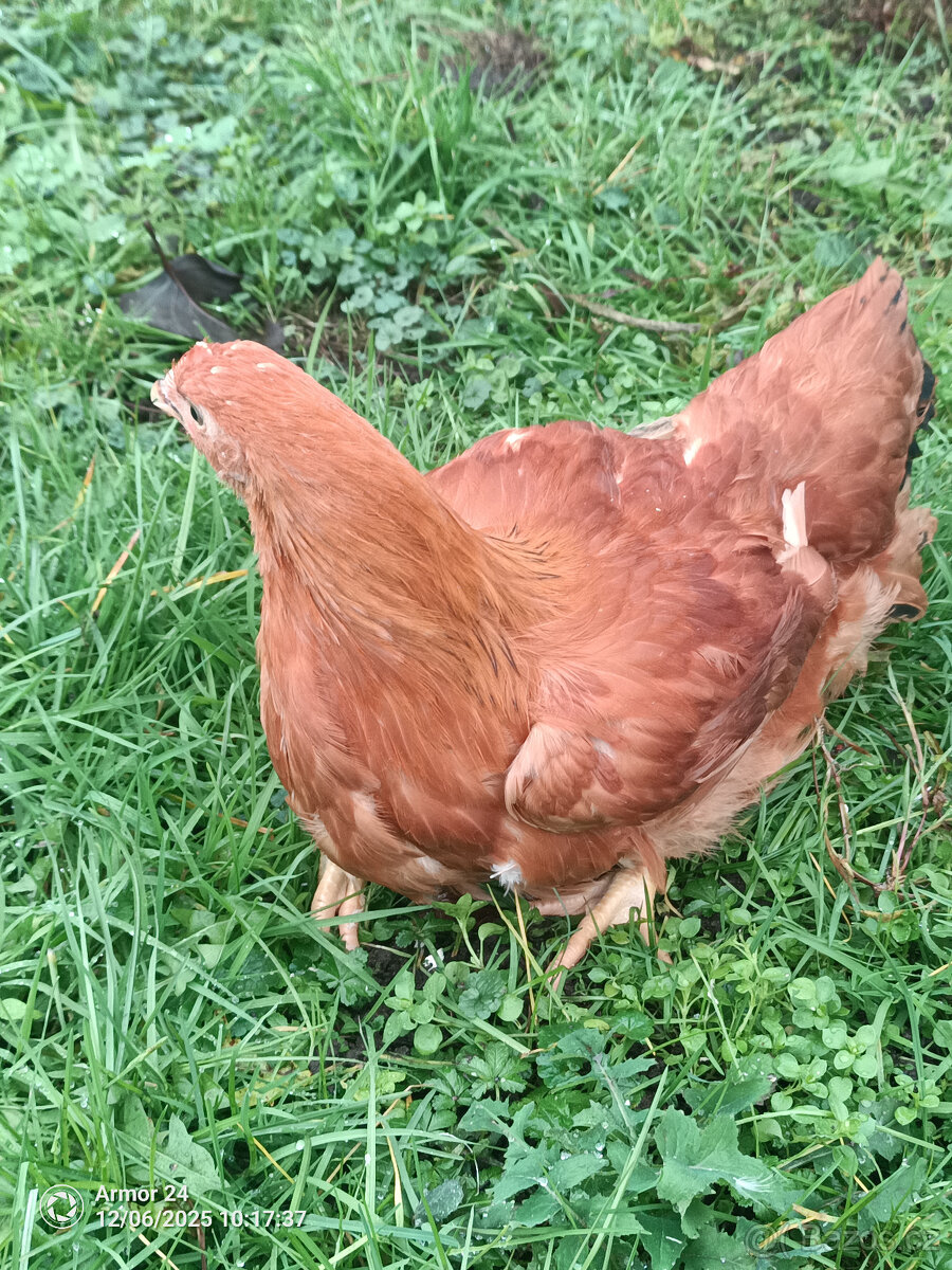 HEMPŠIRKA VELKA - 2