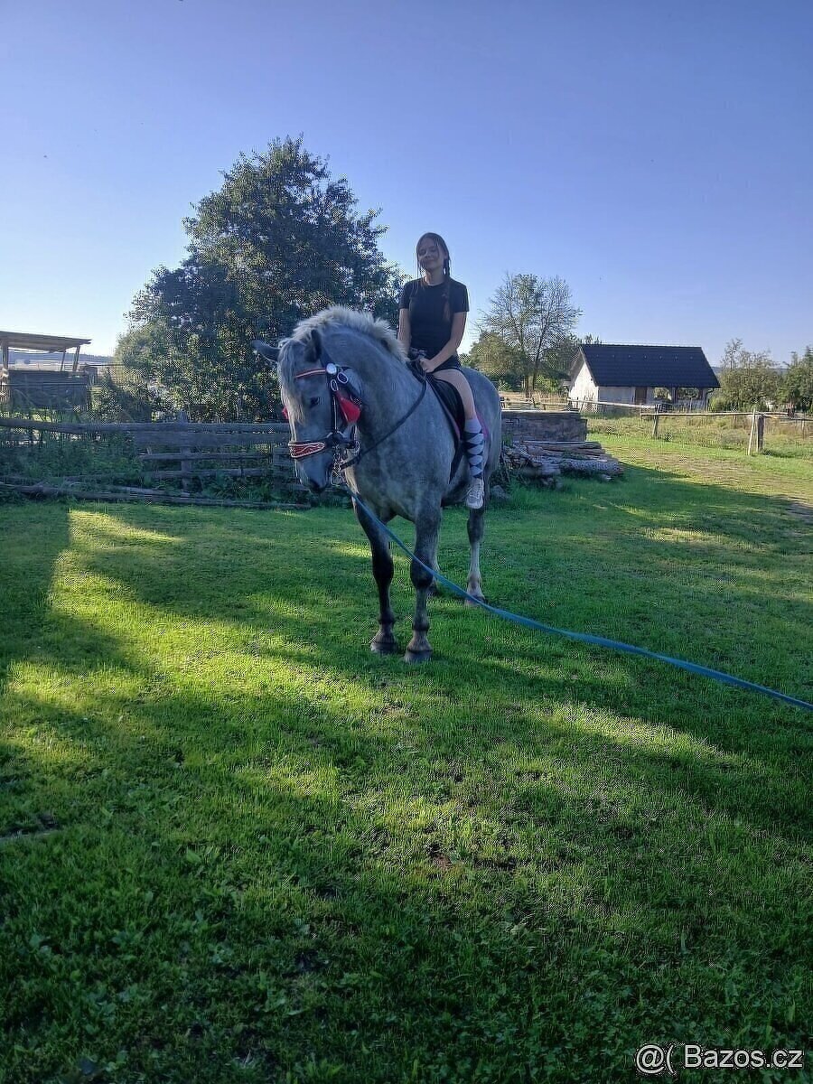 Prodám kobylu - 2