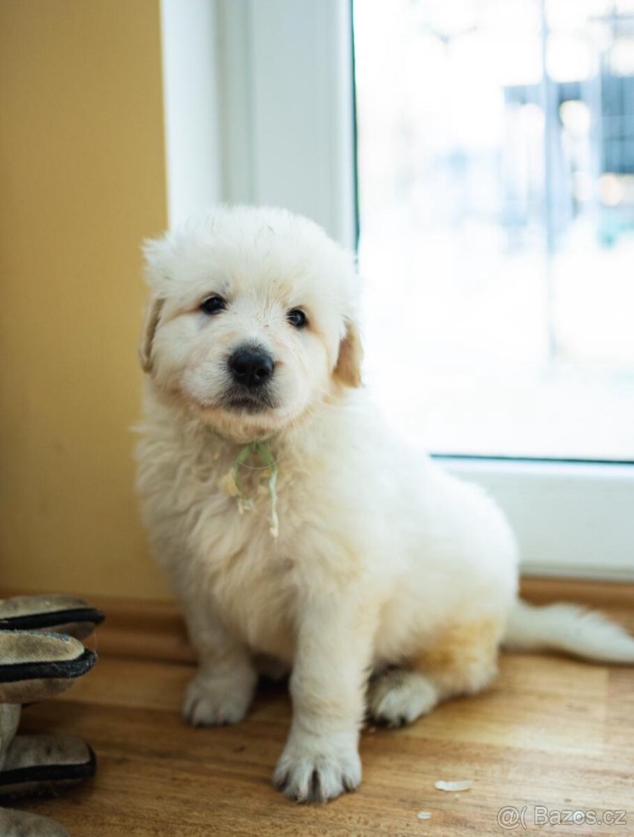 Slovenský čuvač - štěňátka s PP - 2