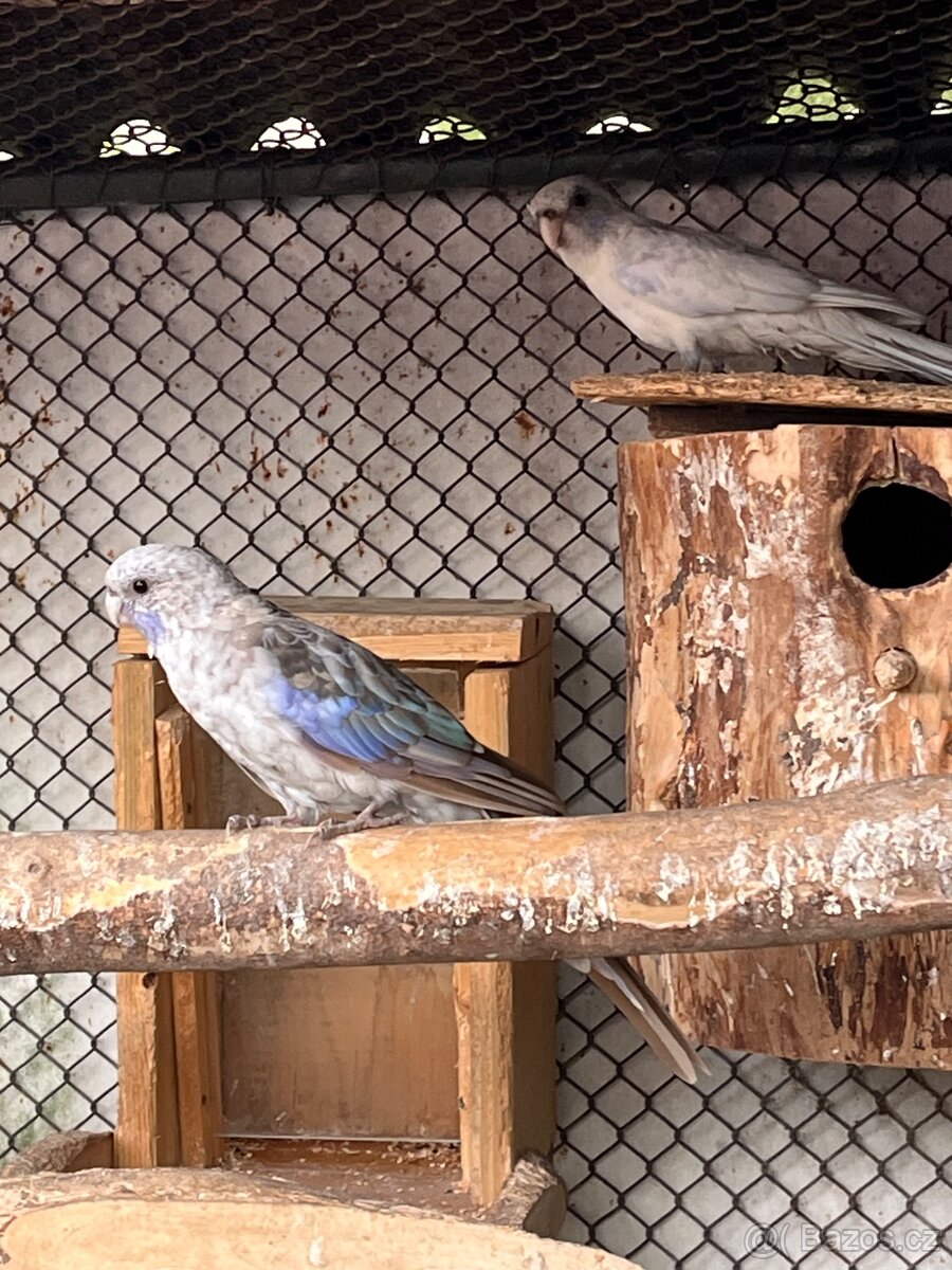 Rosela penant pastel - 2