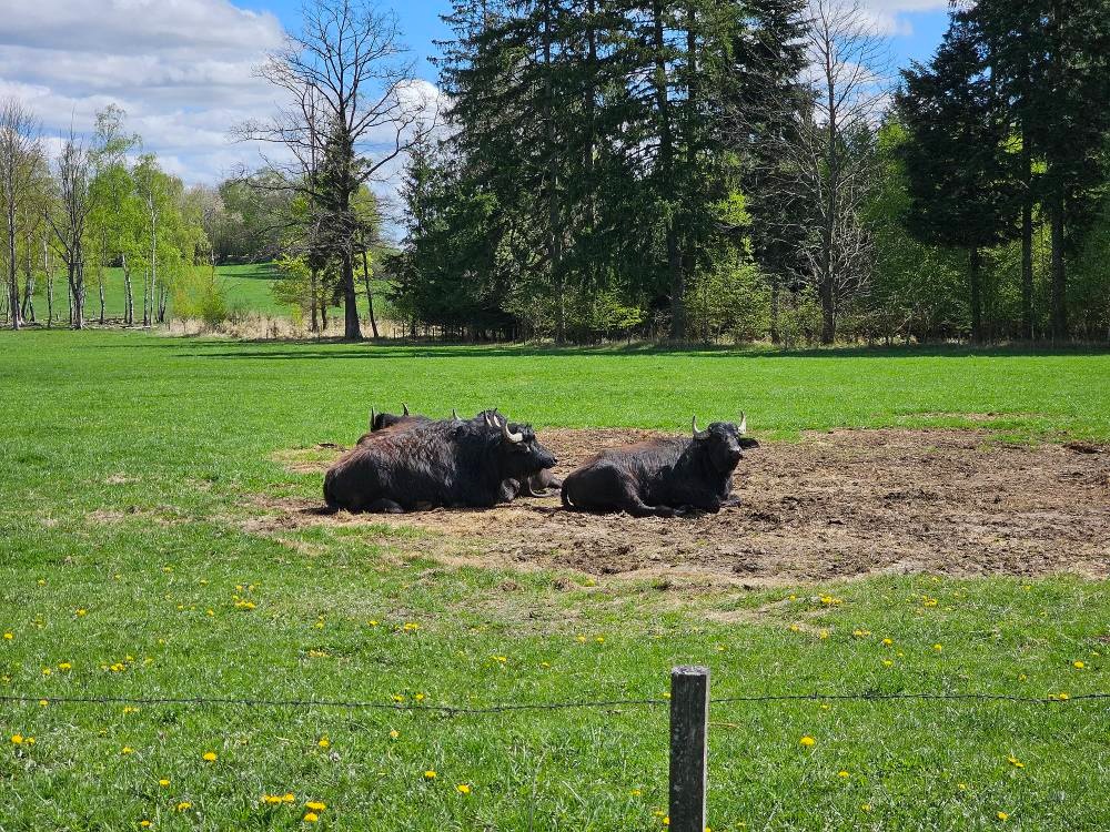 Buvol domácí (bahenní) - 2