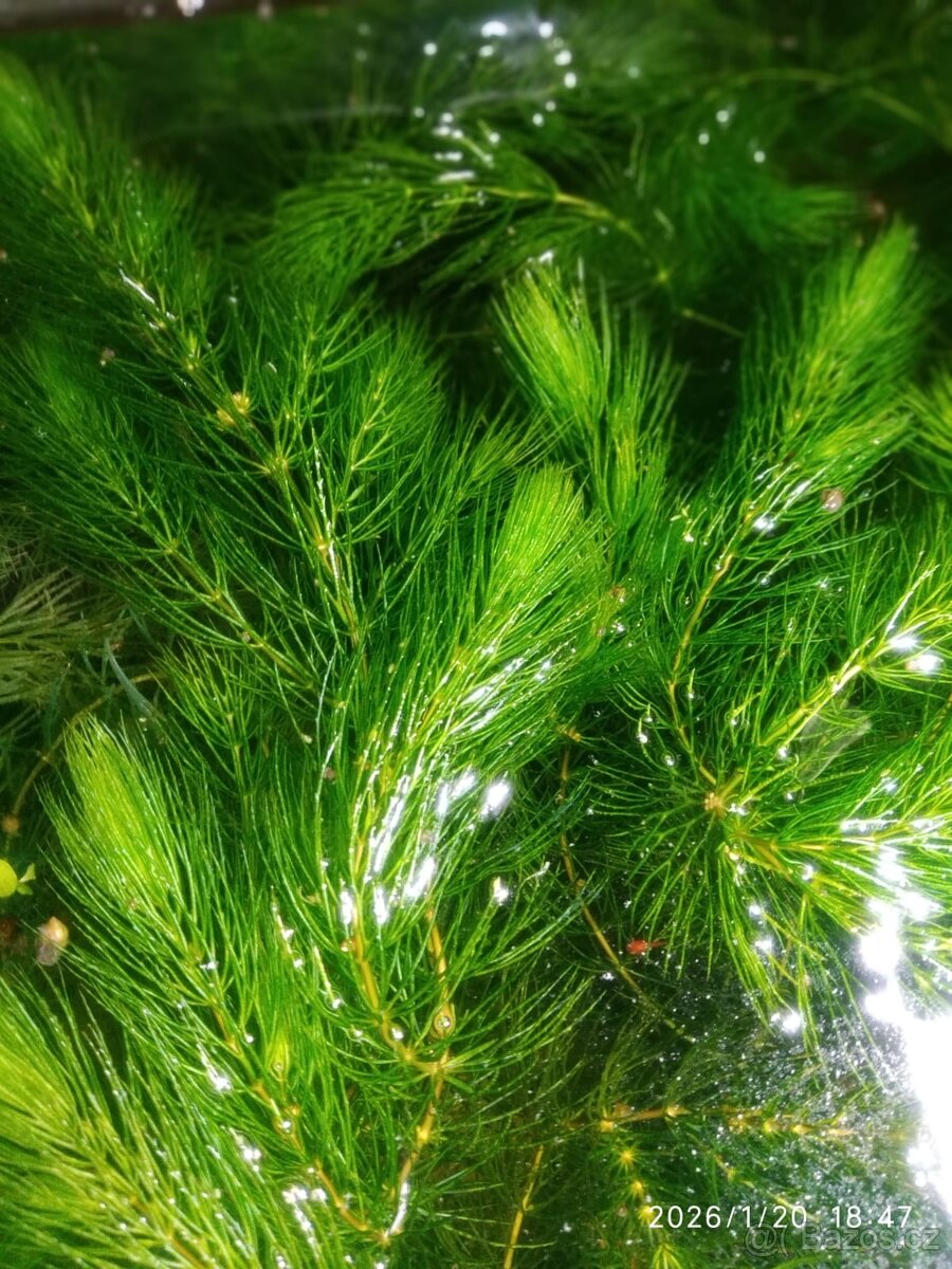 AKVARIJNÍ ROSTLINY -RŮŽKATEC - 2