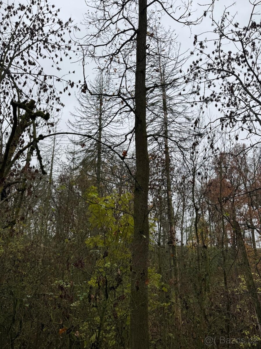 Prodej lesního pozemku k.ú. Boreč - 2