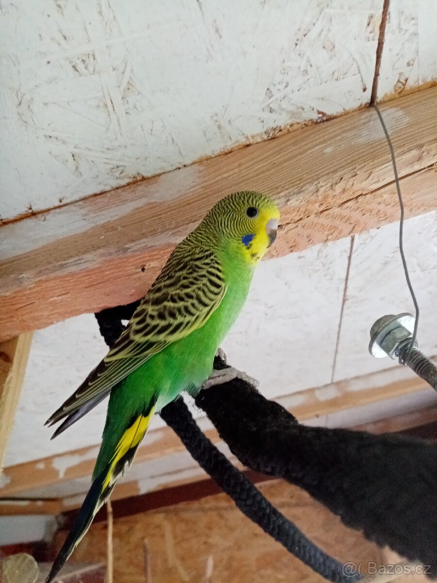 Prodám andulky vlnkované - 2