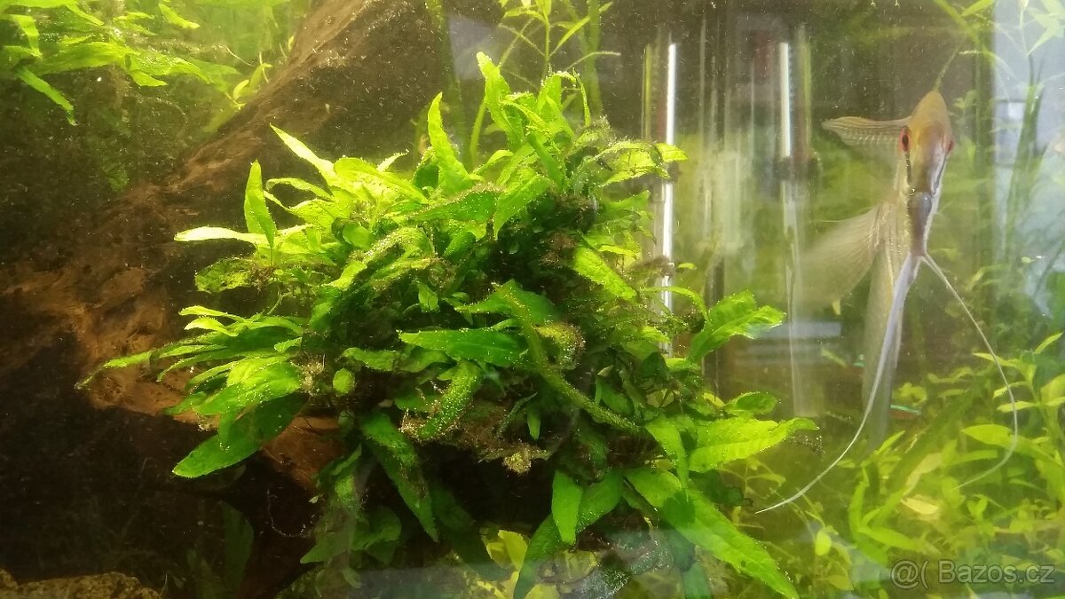 Sagittaria Subbulata, Microsorium - 2