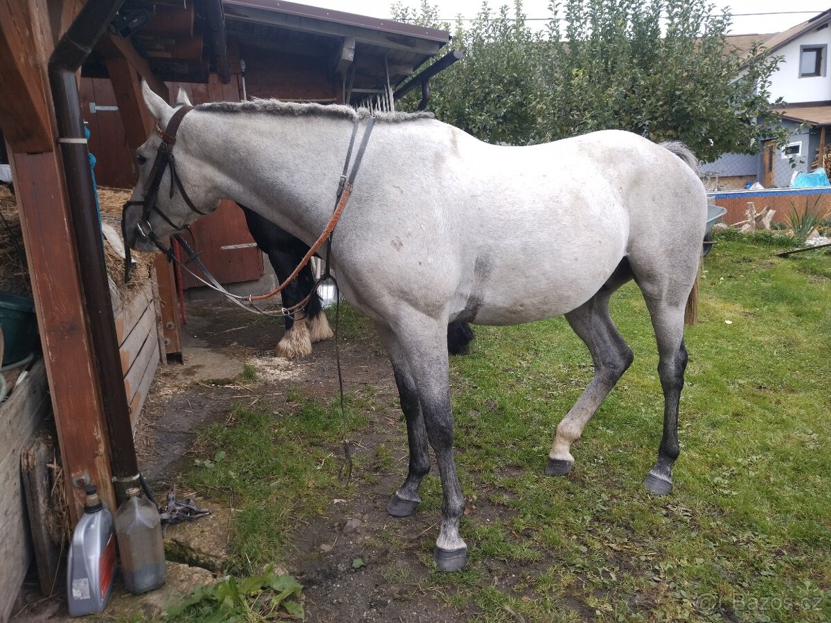 A1/1, 4 roky,valach - 2