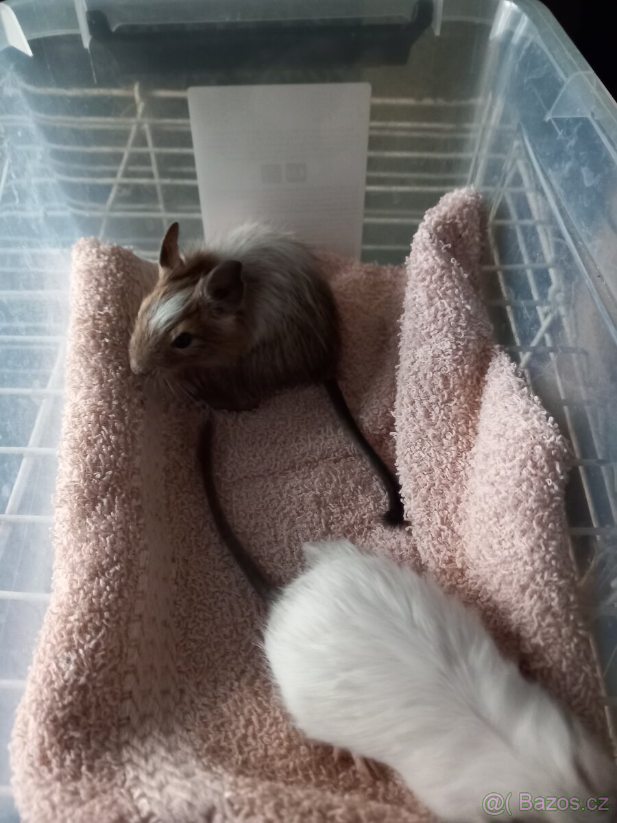 Osmák Degu - 2
