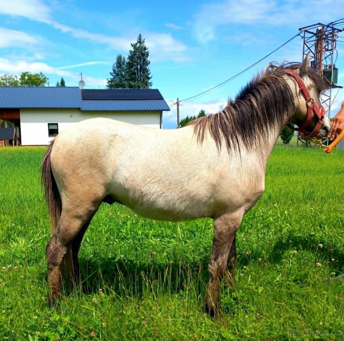 Hřebeček pony - 2