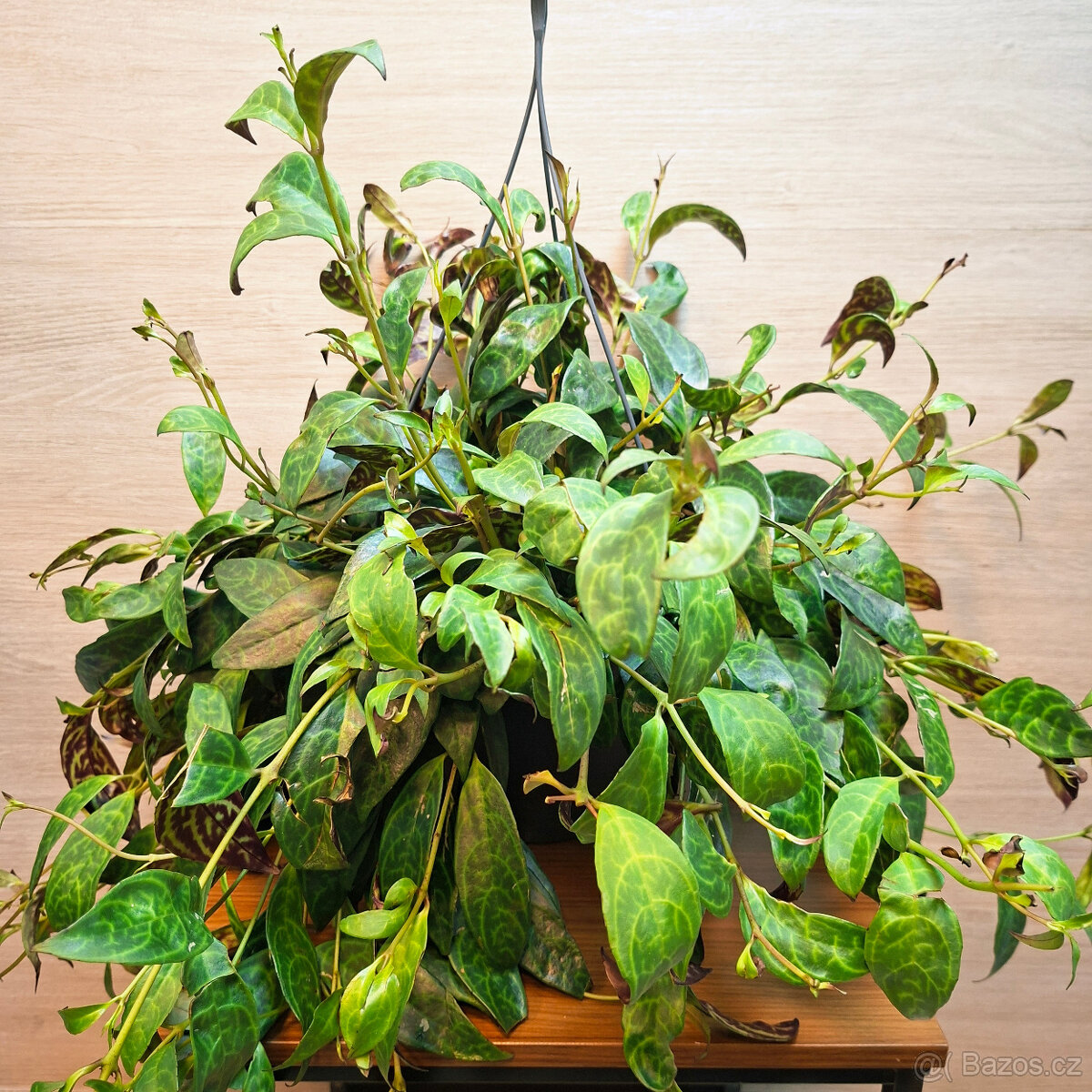 Aeschynanthus Marmoratus - 2