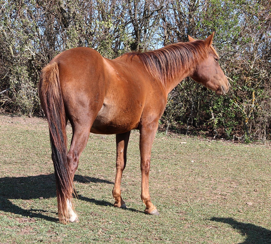 QH valach - 2
