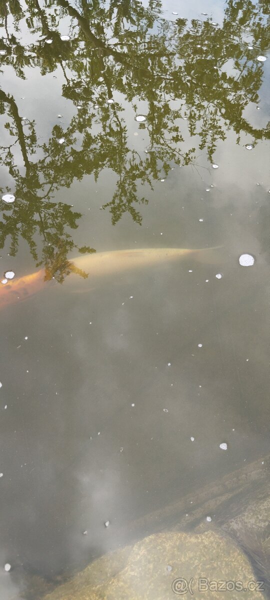 Jelec, koi kapr - 2