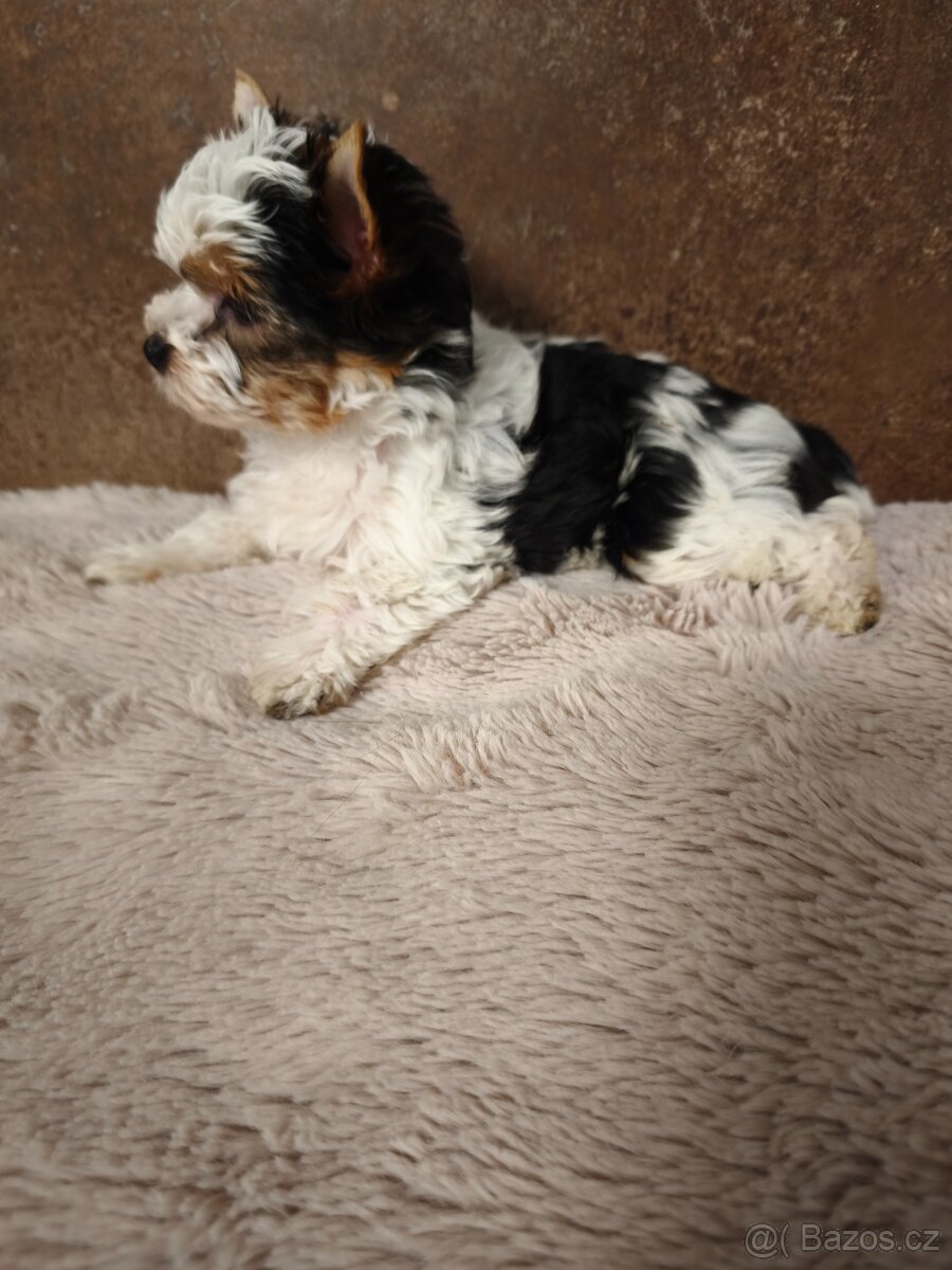 Biewer jorkširský teriér fenečka s pp - 2