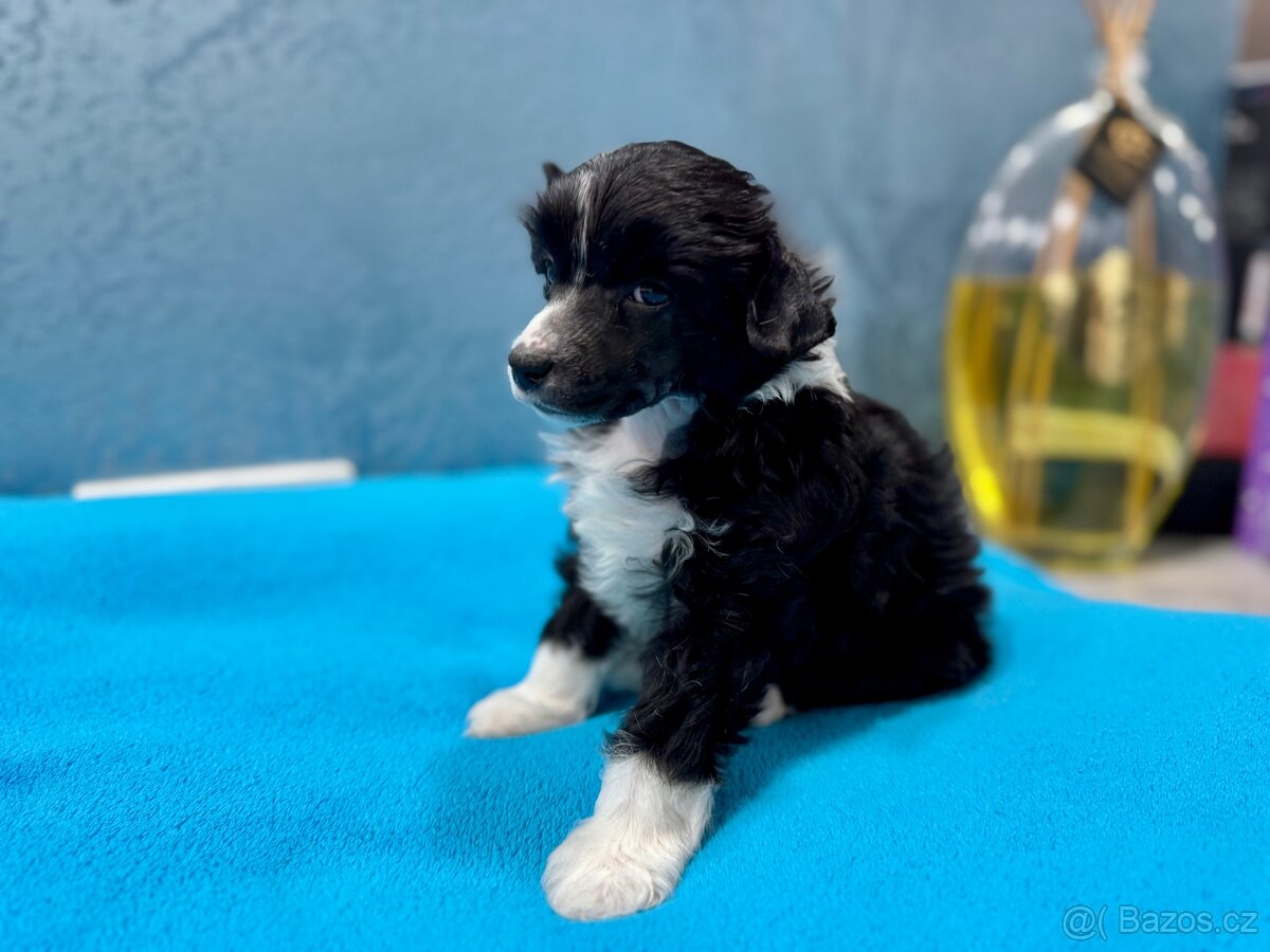 Čínský chocholatý pes s PP - labutěnka Carl - 2