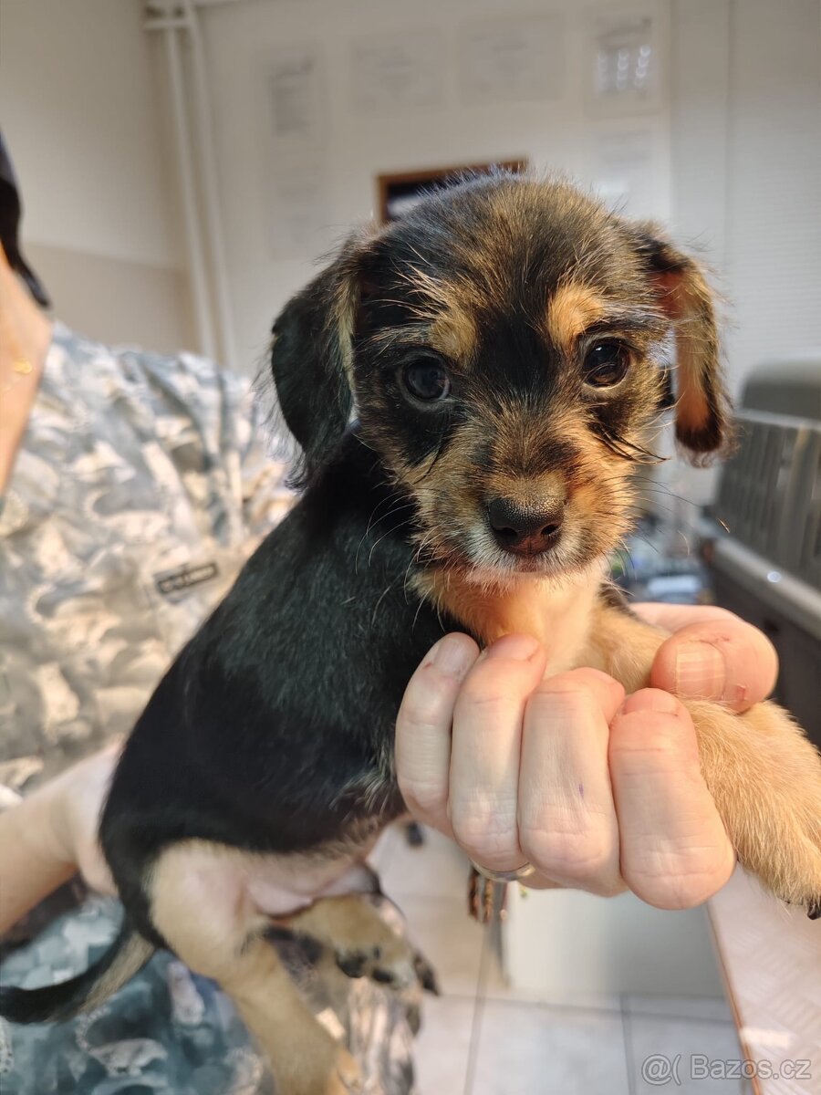 Prodám štěňata - 2