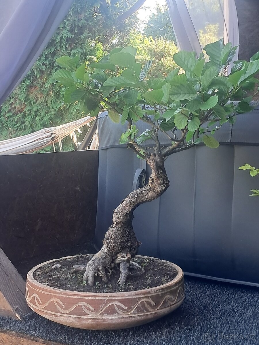 Bonsai,bonsaj Olše - 2