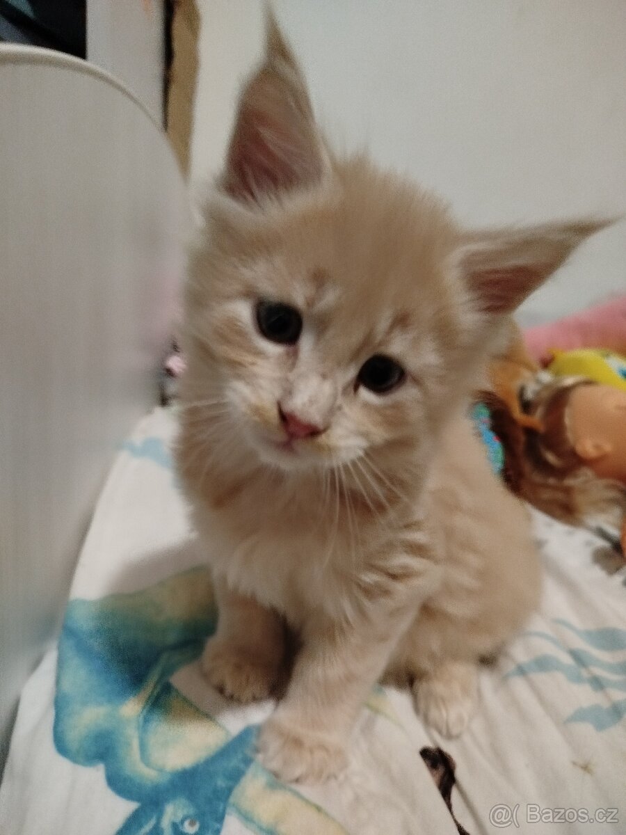 Mainská mývalí bez PP - 2