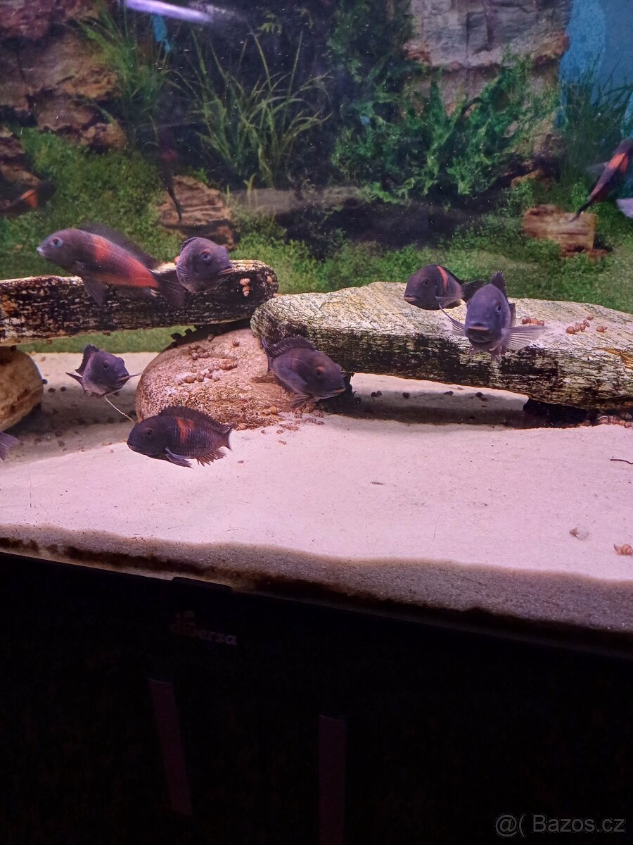 Tropheus Bulu Point - 2