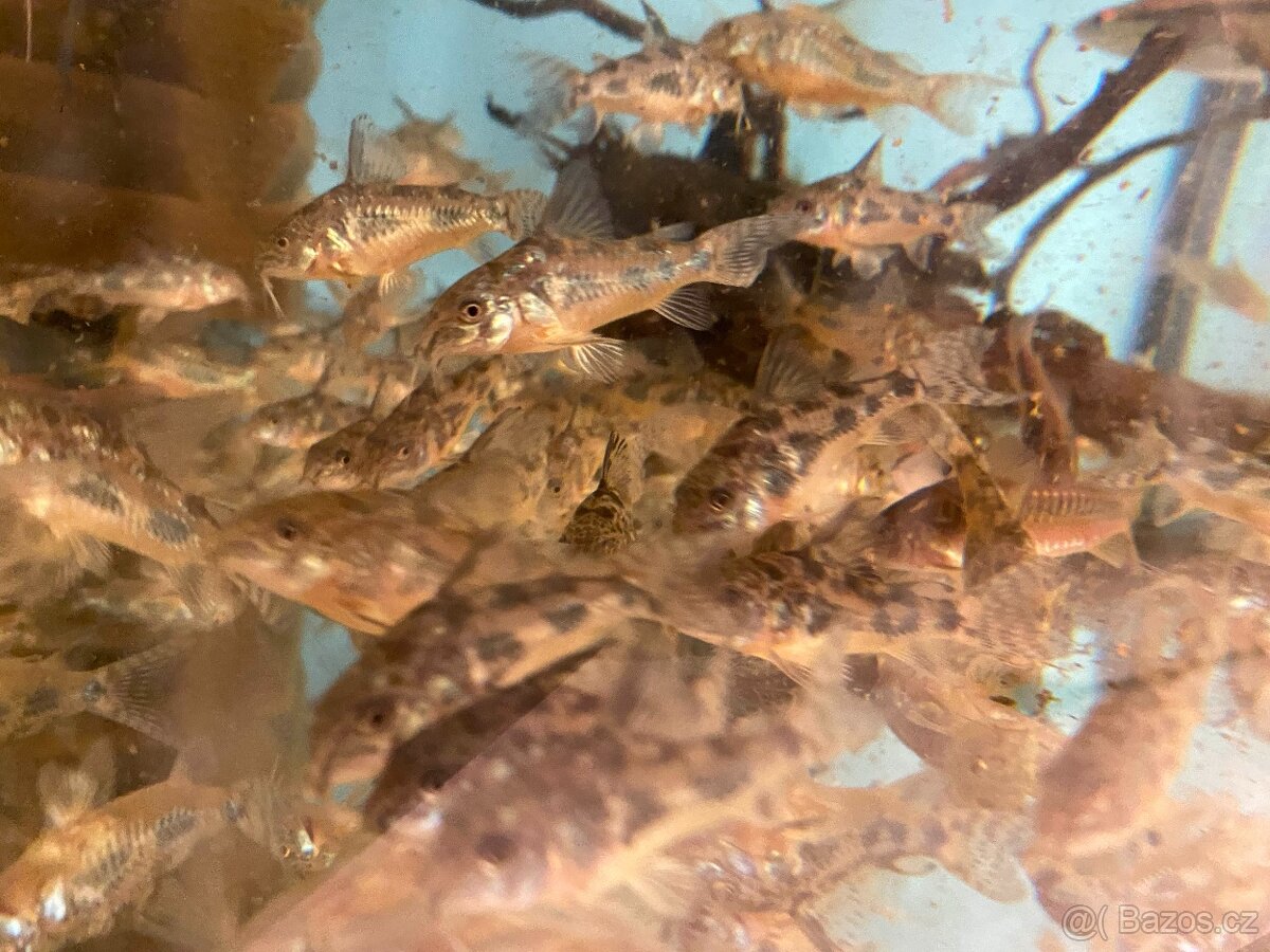 Pancéřníček skvrnitý - 2