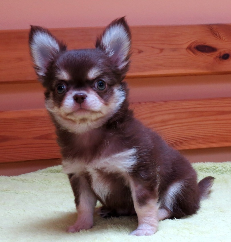 Čivava dlouhosrstá s PP (FCI) - 2