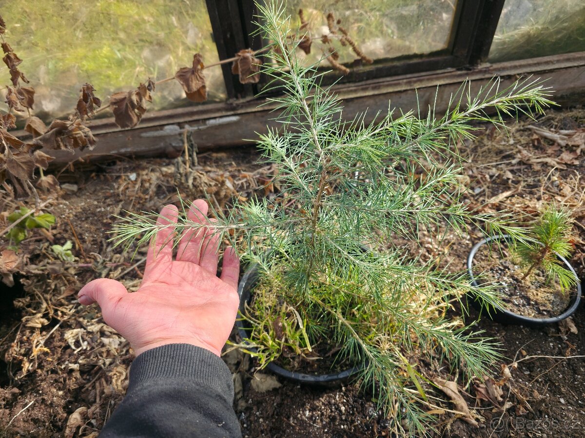 Cedr Himalájský - 2