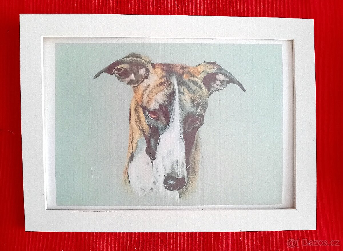 Obraz obrázek rám chrt - 2