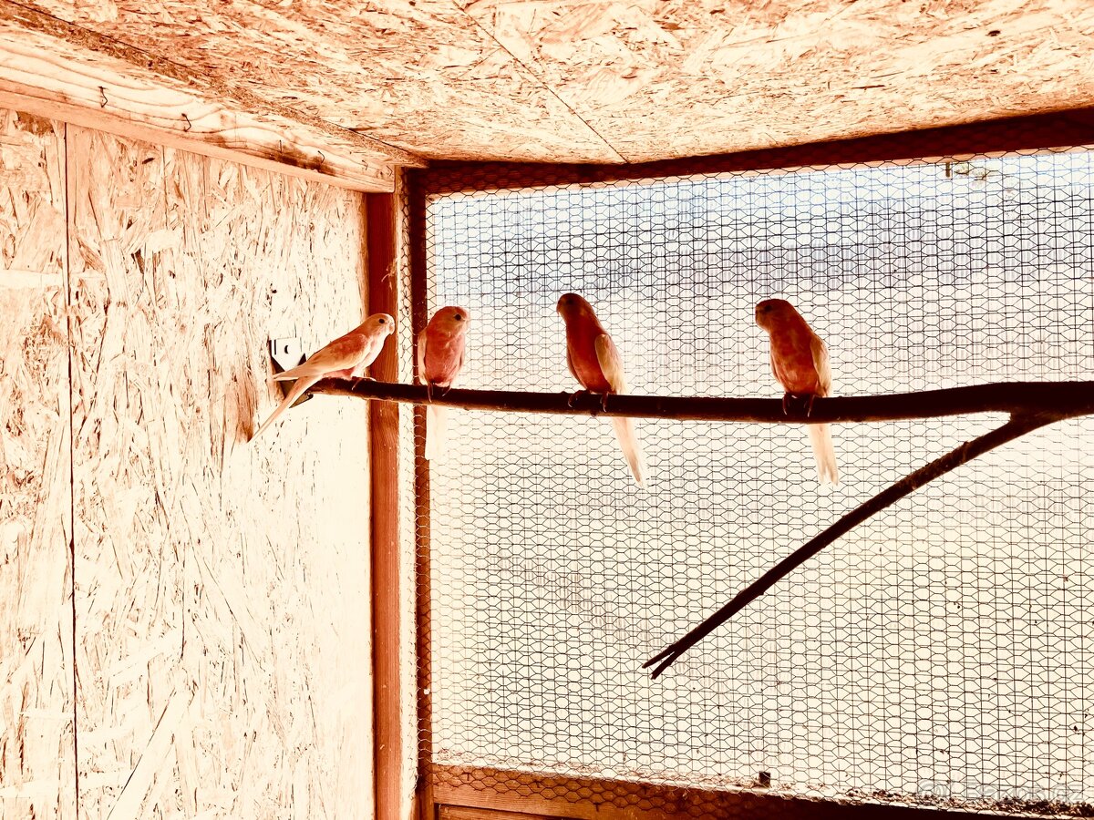 Prodám neoféma Bourek rubino 1.3 - 2