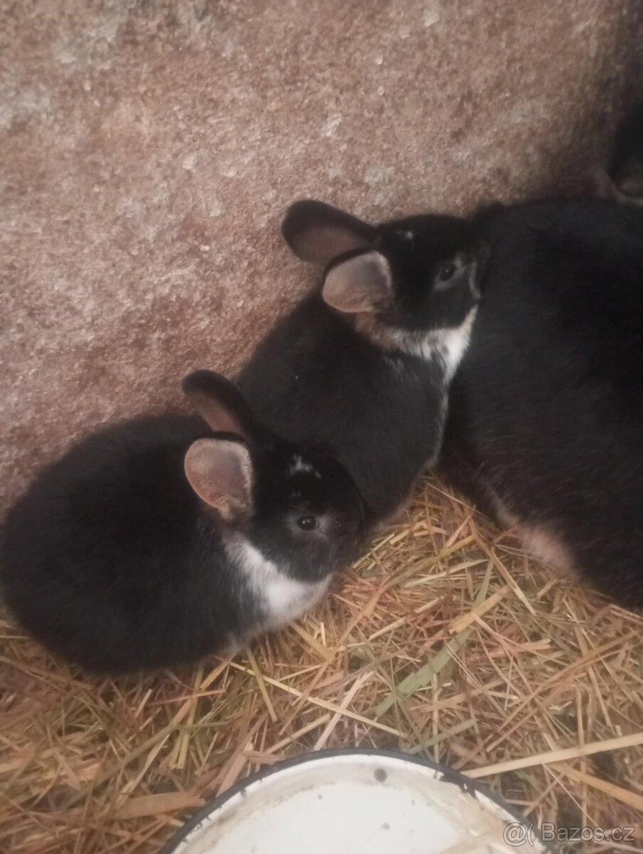 Králík kříženci - 2