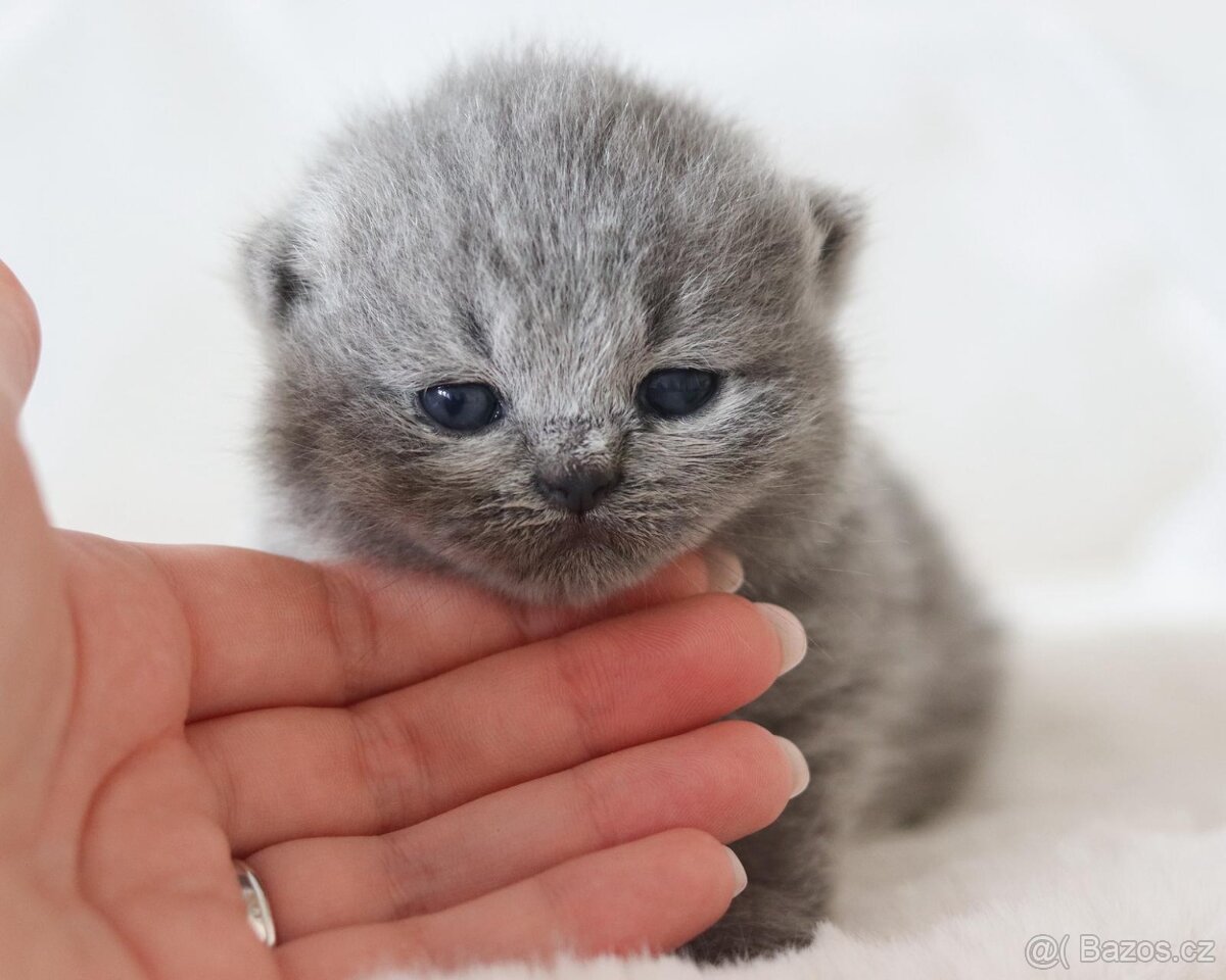 Britská koťátka s PP - 2