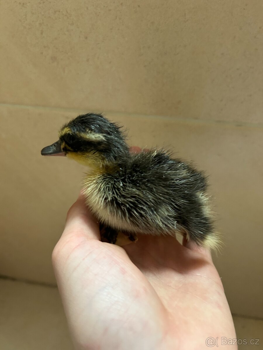 kačenky ruanské - 2